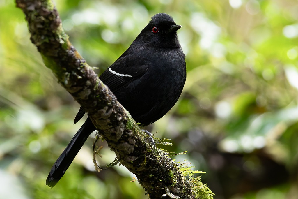 Weißbinden-Ameisenvogel - ML643464259