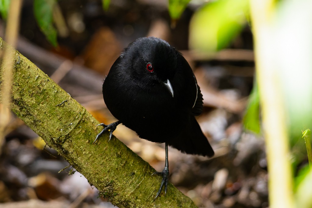 Weißbinden-Ameisenvogel - ML643464260