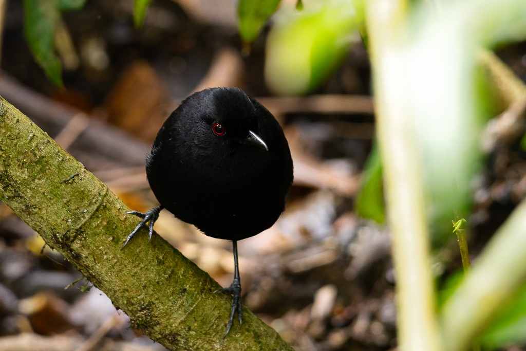 Weißbinden-Ameisenvogel - ML643464261