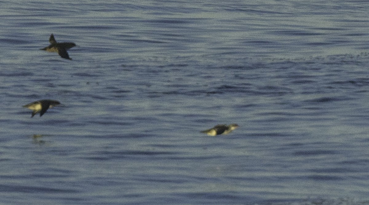 Puffin yelkouan - ML643464268