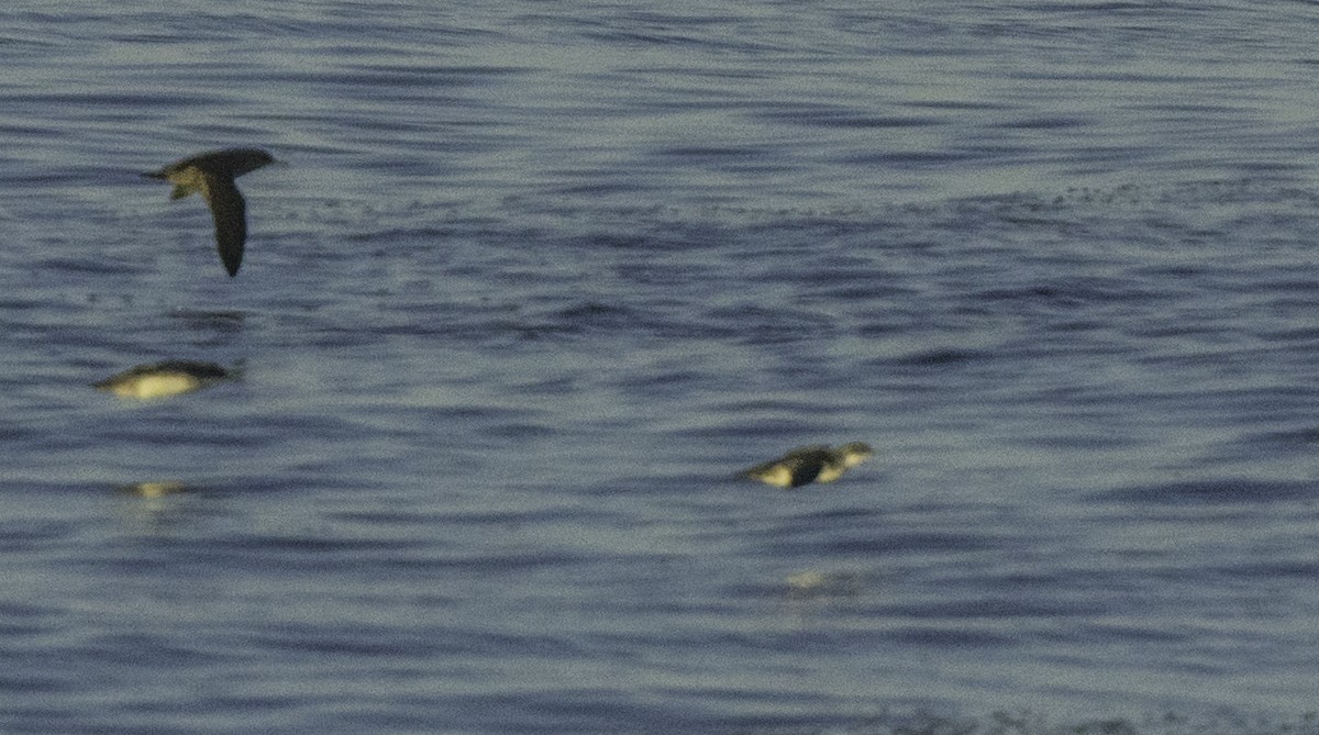 Puffin yelkouan - ML643464276