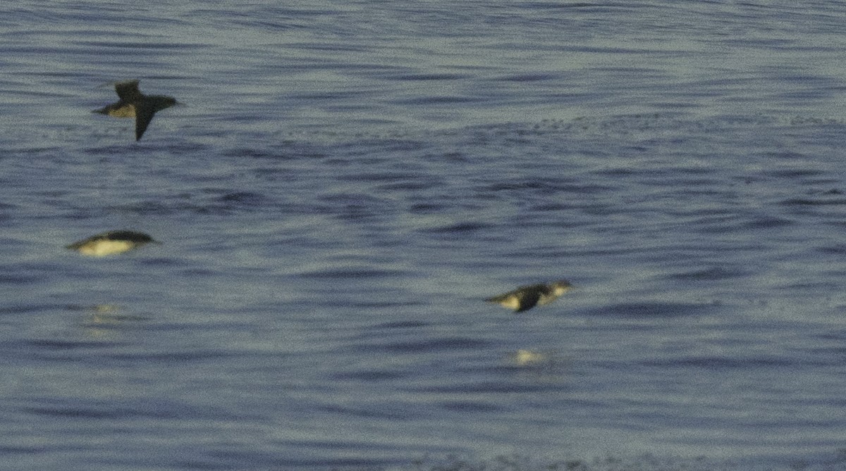 Puffin yelkouan - ML643464278