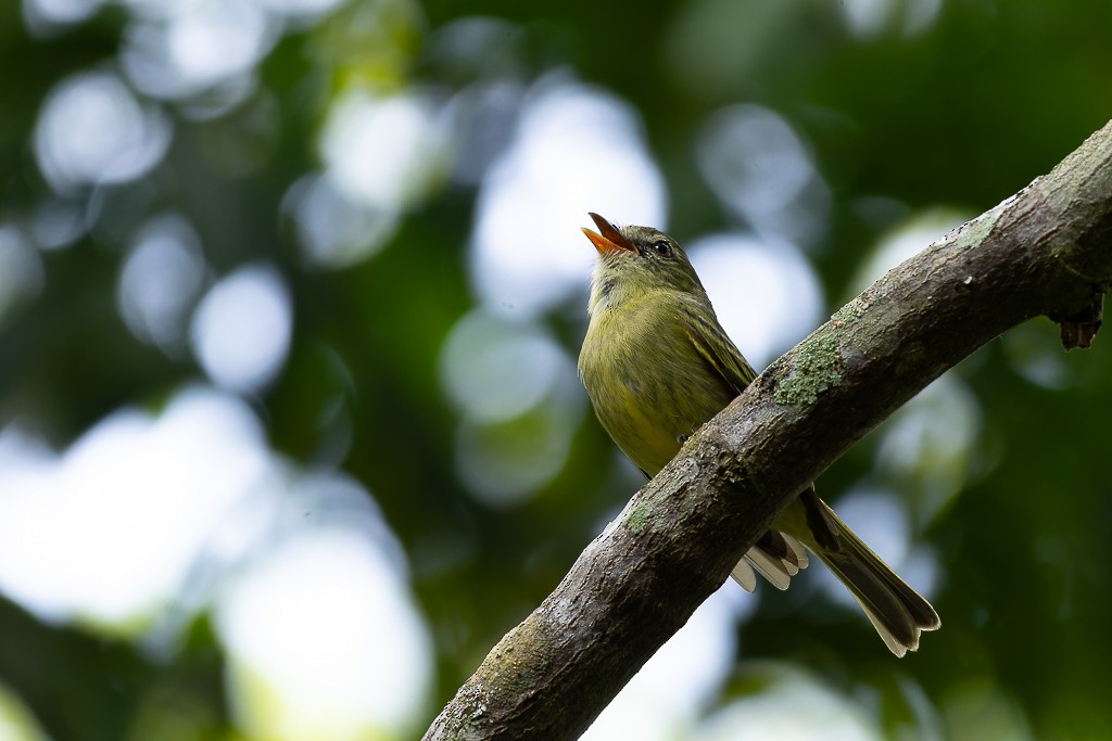 Rough-legged Tyrannulet - ML643464281