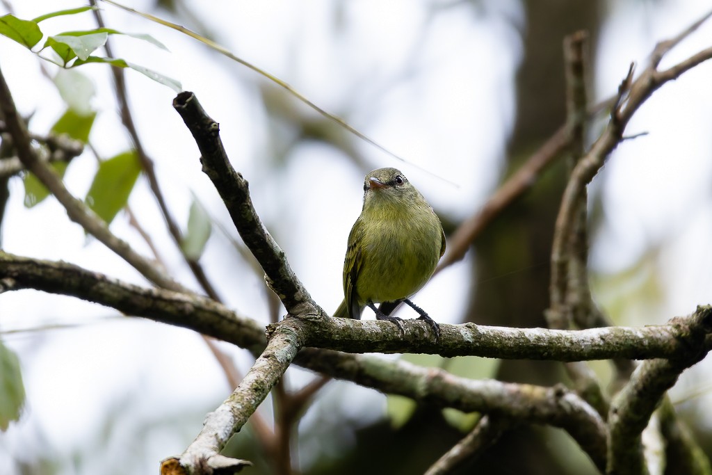Rough-legged Tyrannulet - ML643464282