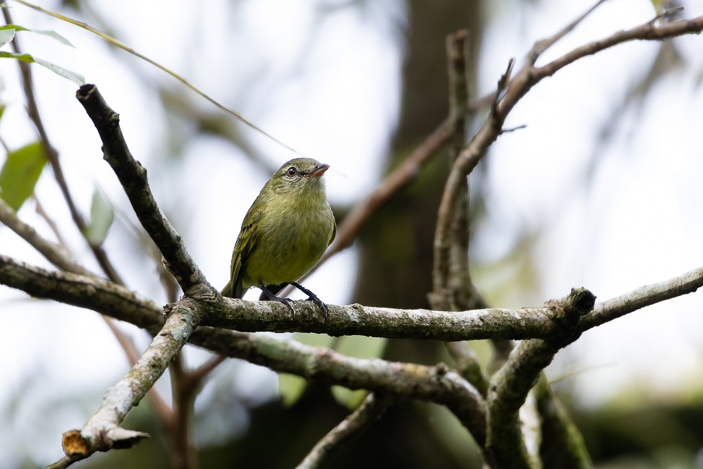 Rough-legged Tyrannulet - ML643464283