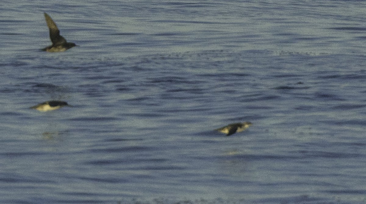 Puffin yelkouan - ML643464284