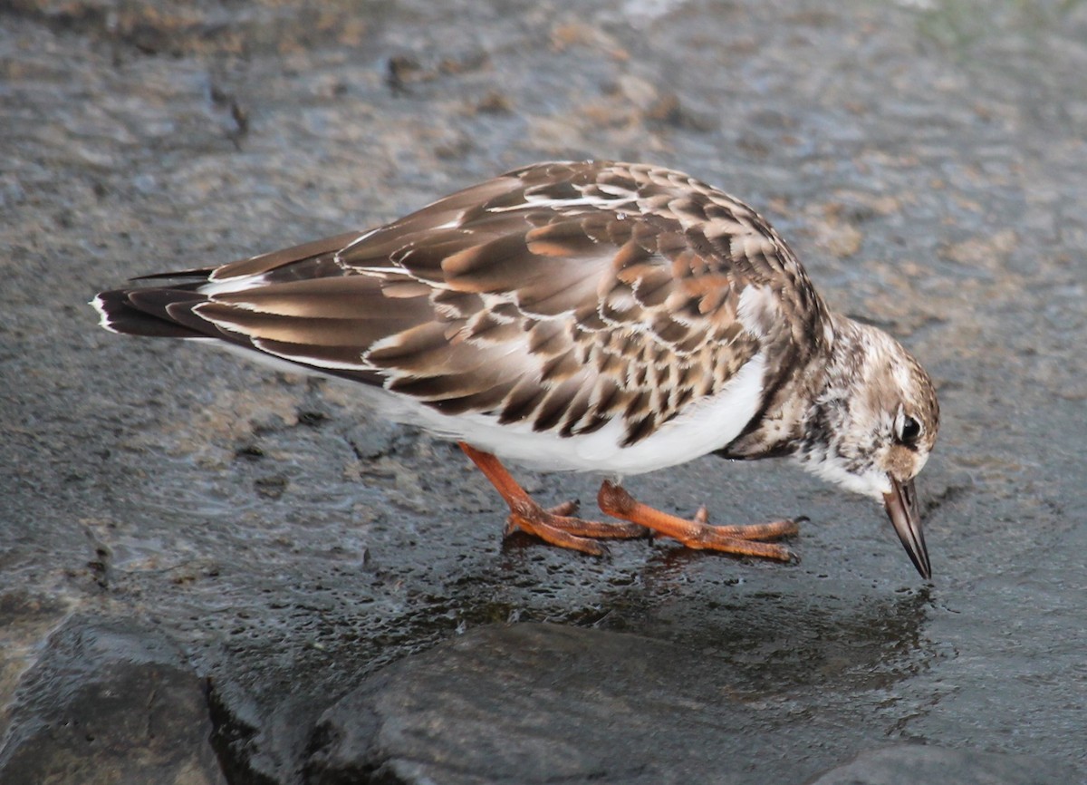 Ruddy Turnstone - ML643464285