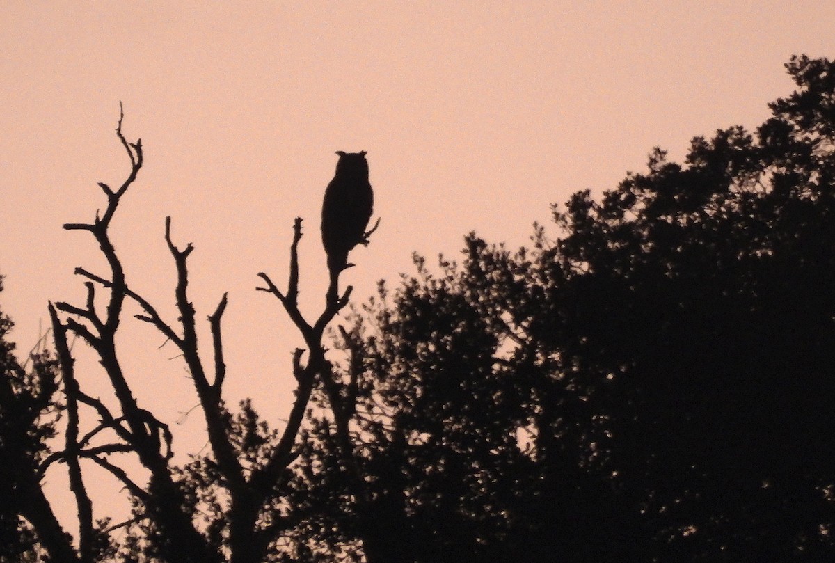 Eurasian Eagle-Owl - ML643464302