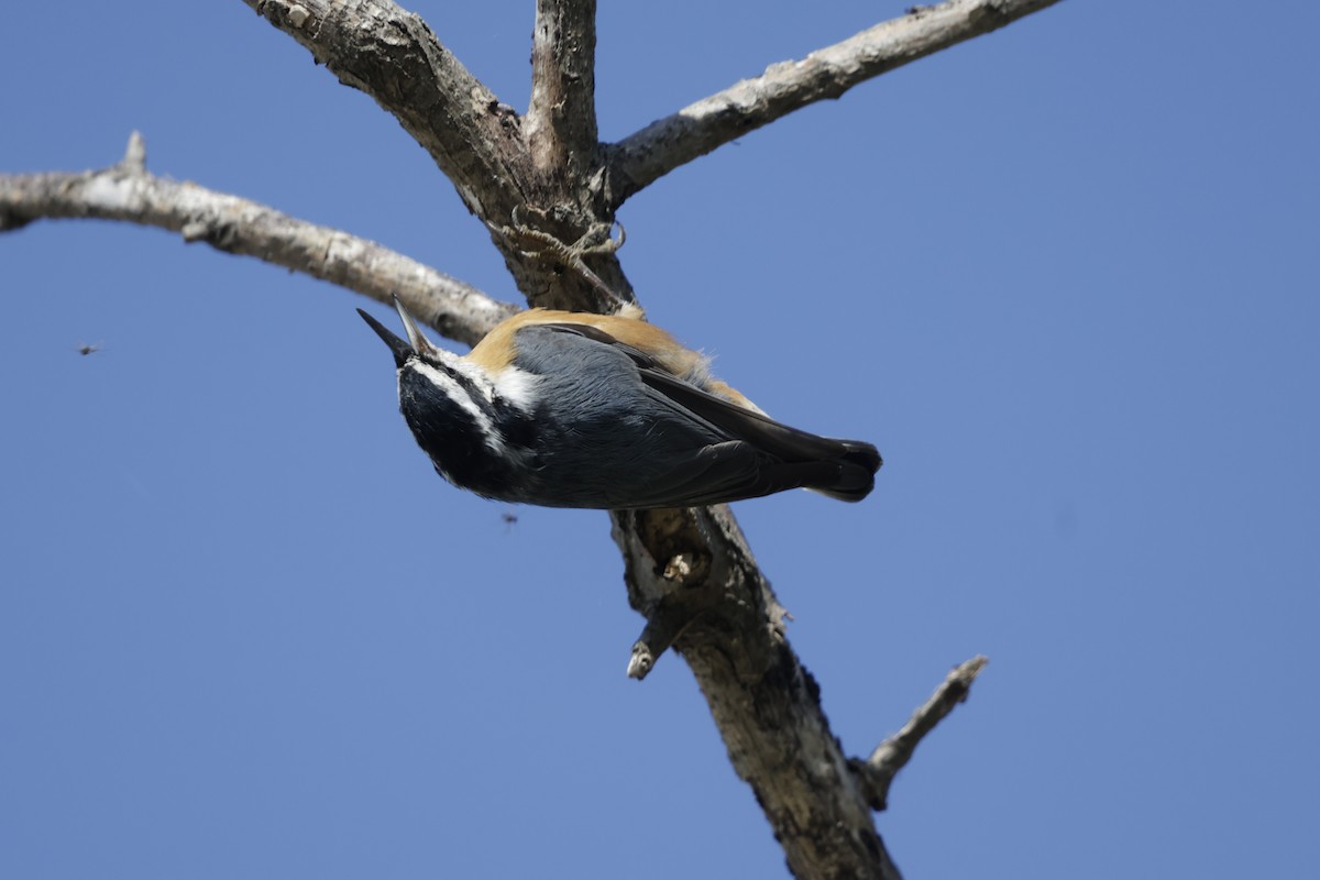 Red-breasted Nuthatch - ML643464314
