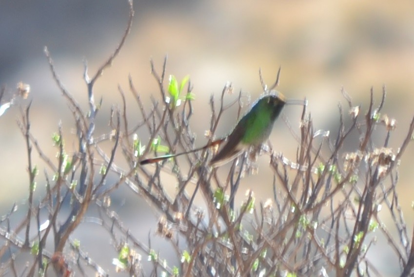 Colibri sapho - ML643464324