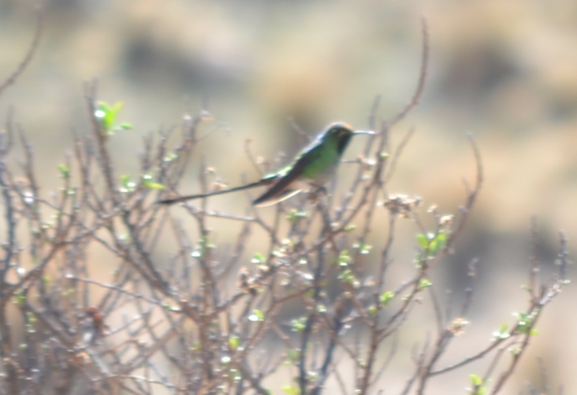 Colibri sapho - ML643464325