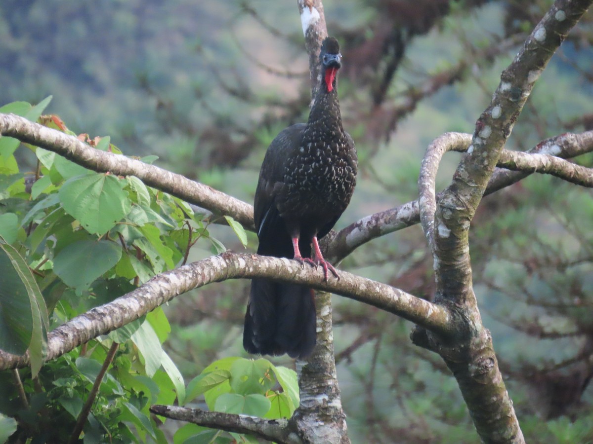 Crested Guan - ML643464328
