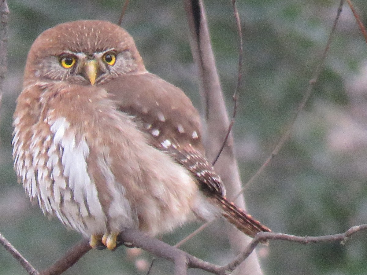 Austral Pygmy-Owl - ML643464349