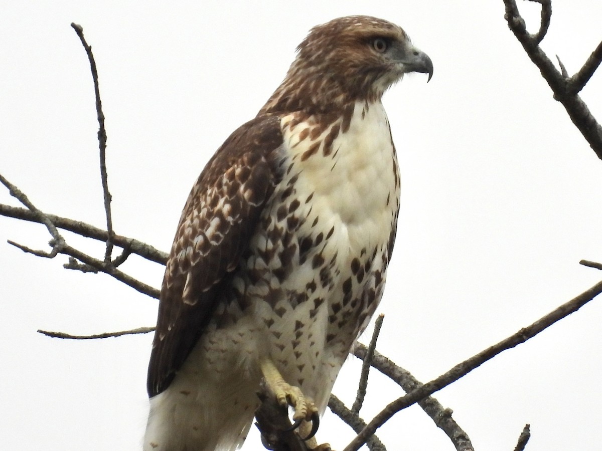 Red-tailed Hawk - ML643464356