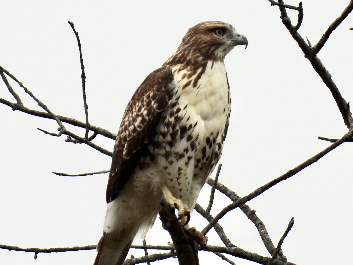 Red-tailed Hawk - ML643464357
