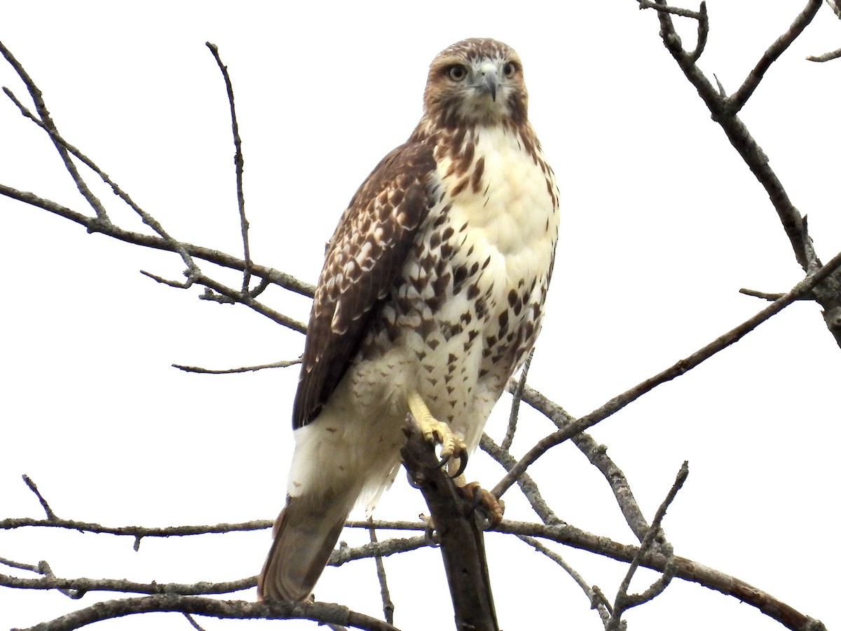 Red-tailed Hawk - ML643464358