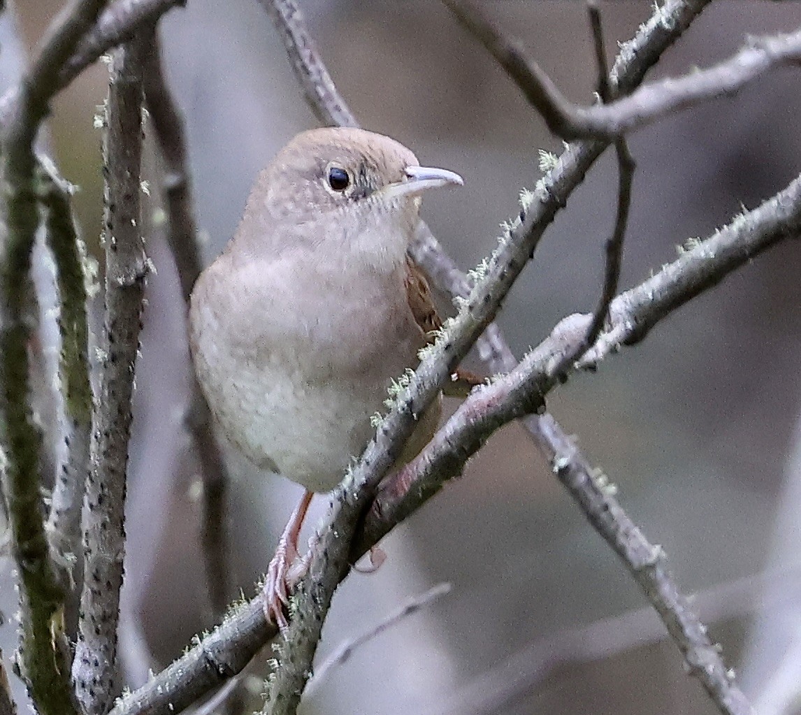 Northern House Wren - ML643464363