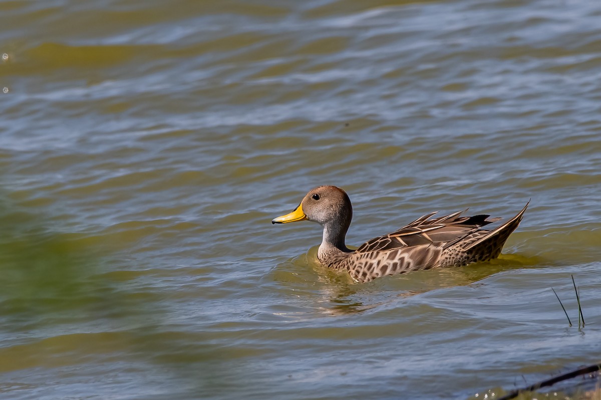 Yellow-billed Pintail - ML643464378