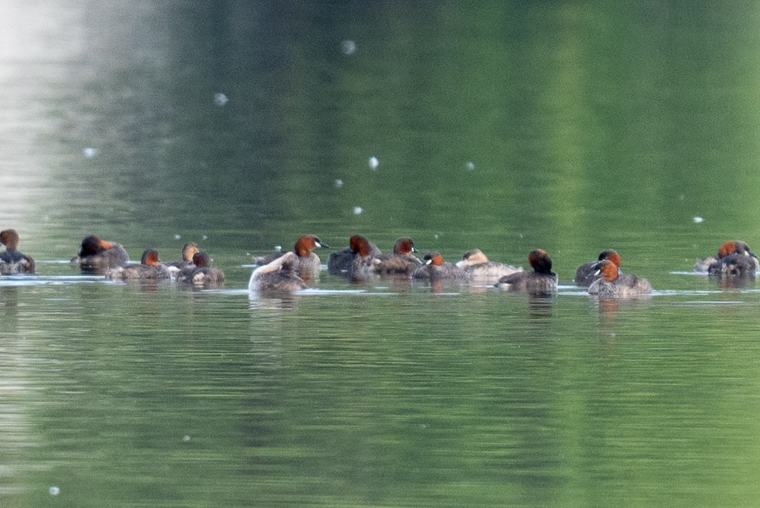Little Grebe (Tricolored) - ML643464398
