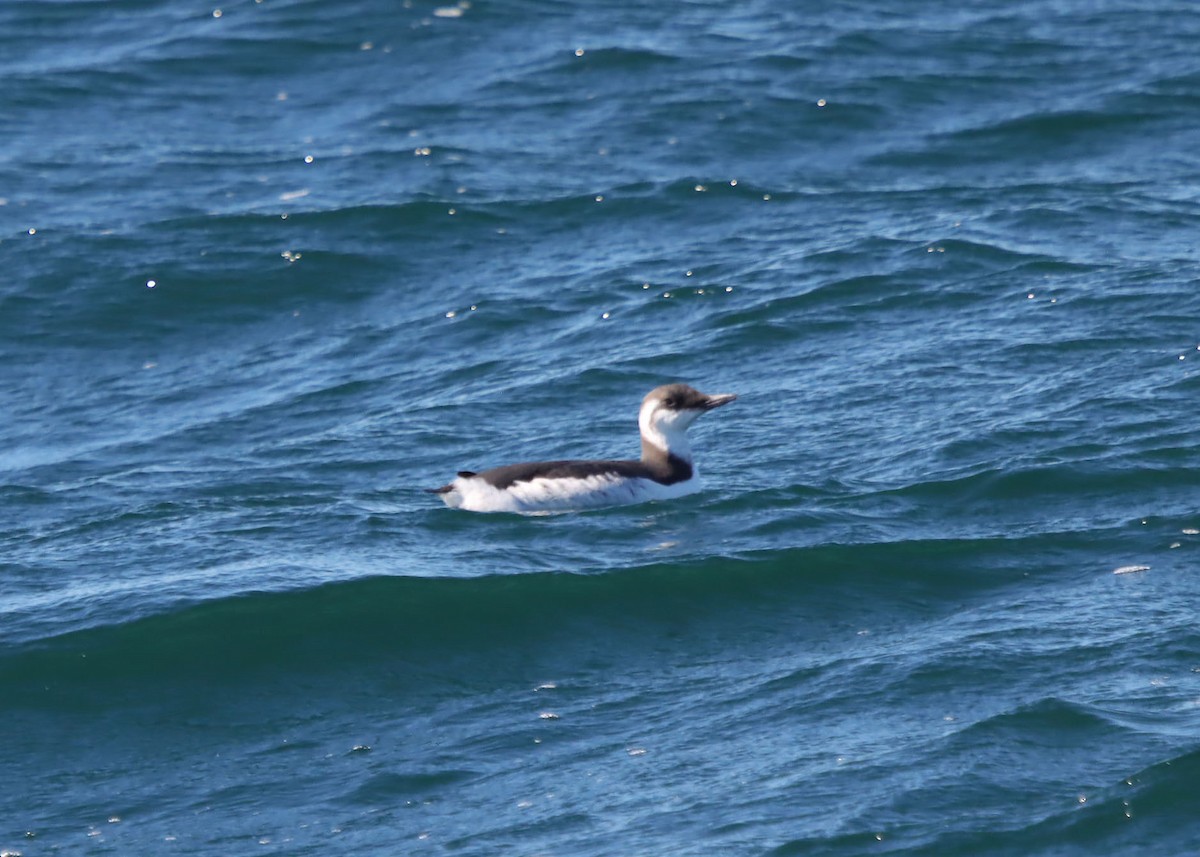 אורייה מצויה - ML643464399