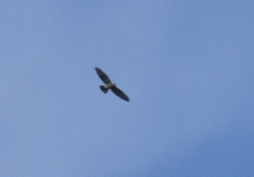 Broad-winged Hawk - ML643464402