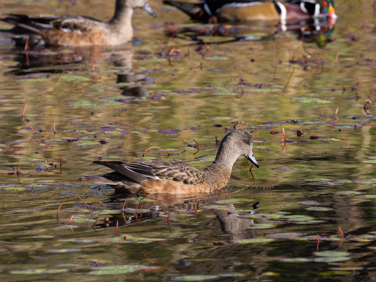 Canard d'Amérique - ML643464405