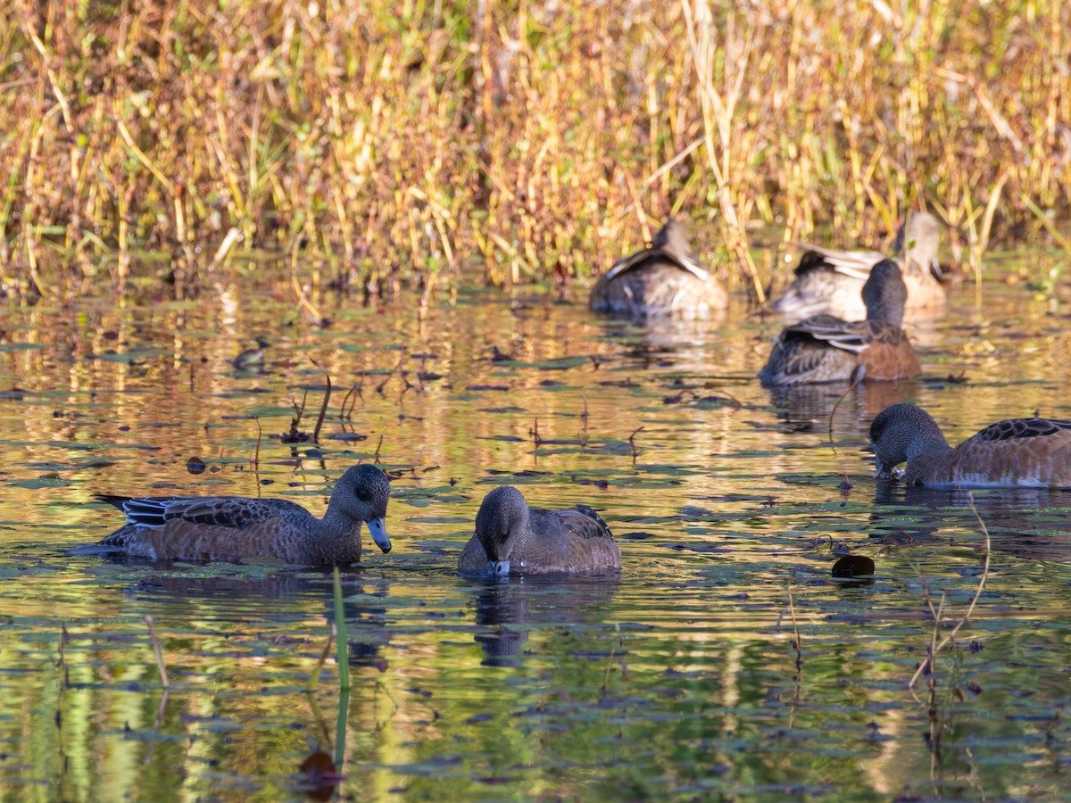 Canard d'Amérique - ML643464406