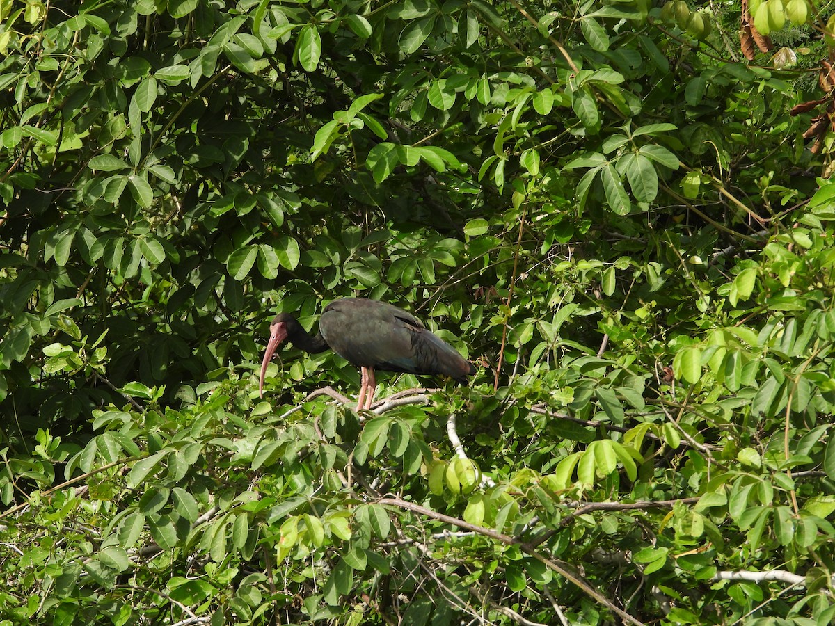 Bare-faced Ibis - ML643464417