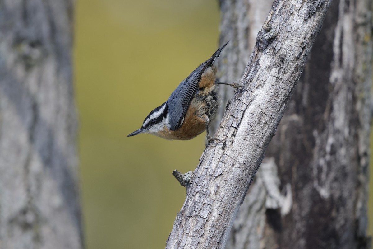 Red-breasted Nuthatch - ML643464429