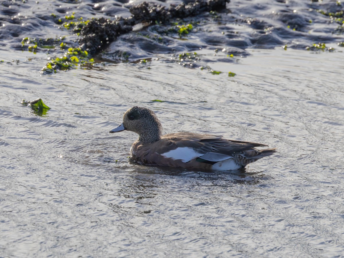 Canard d'Amérique - ML643464436