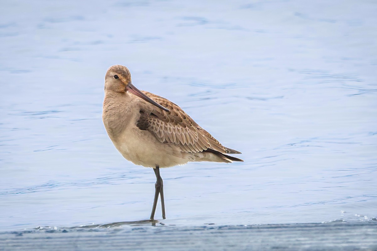 Hudsonian Godwit - ML643464462