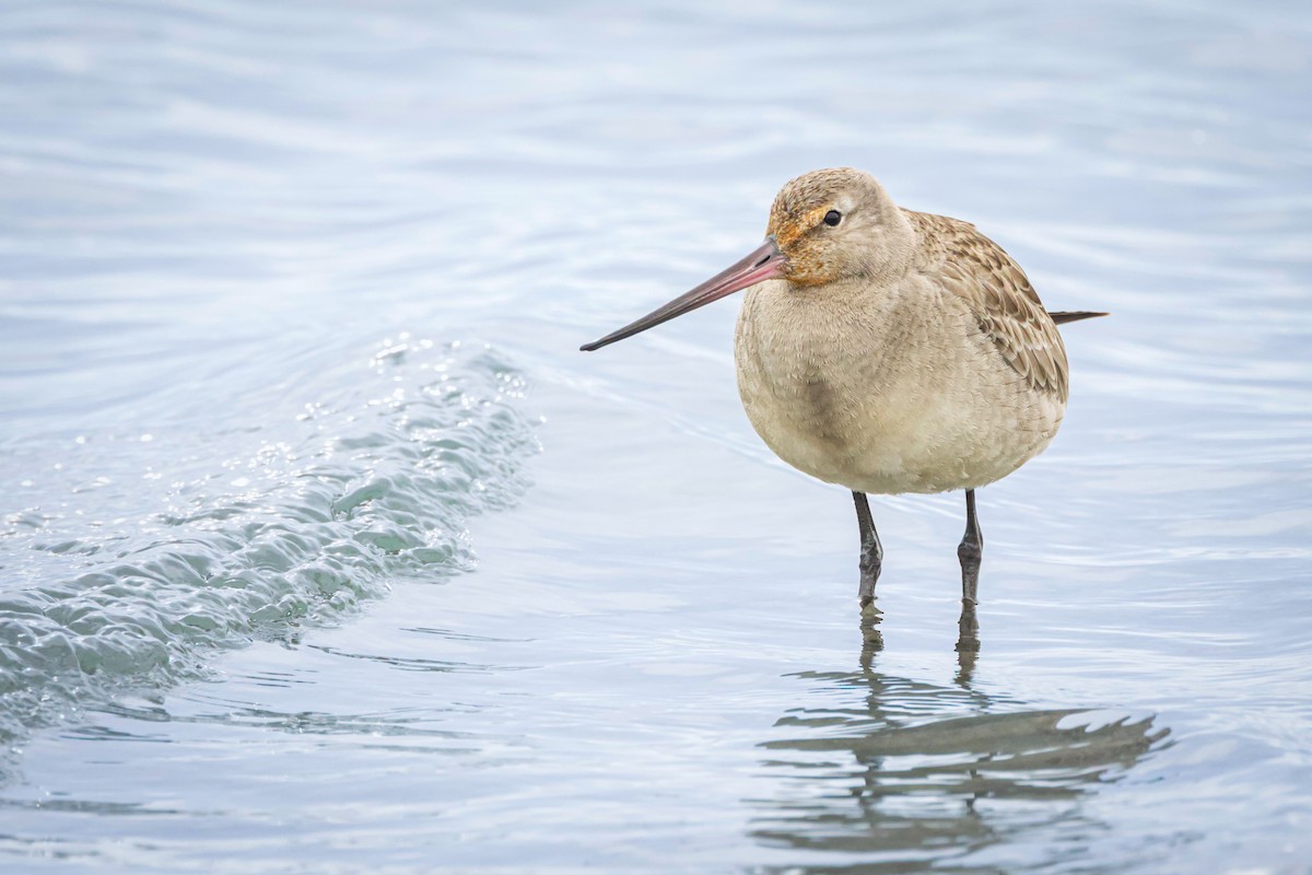 Hudsonian Godwit - ML643464463