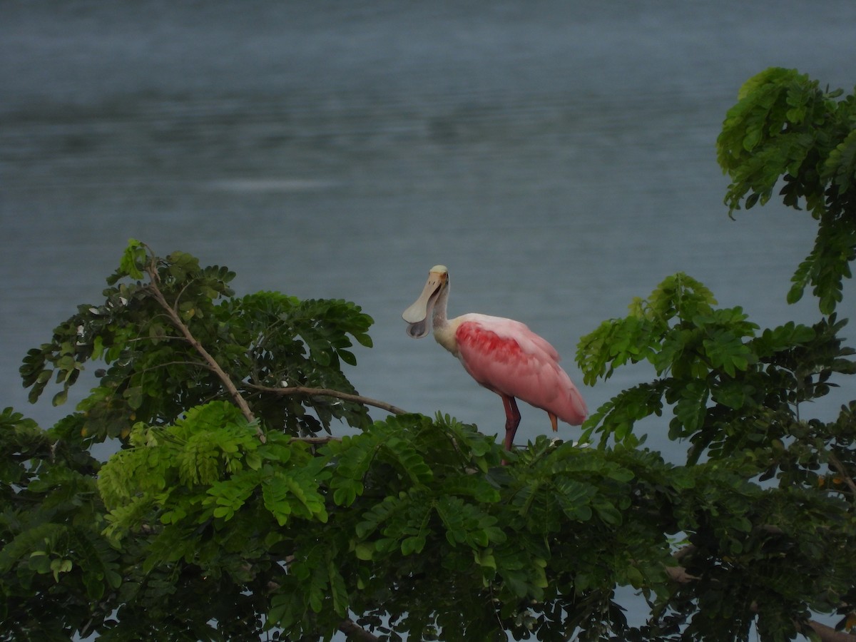 Roseate Spoonbill - ML643464465