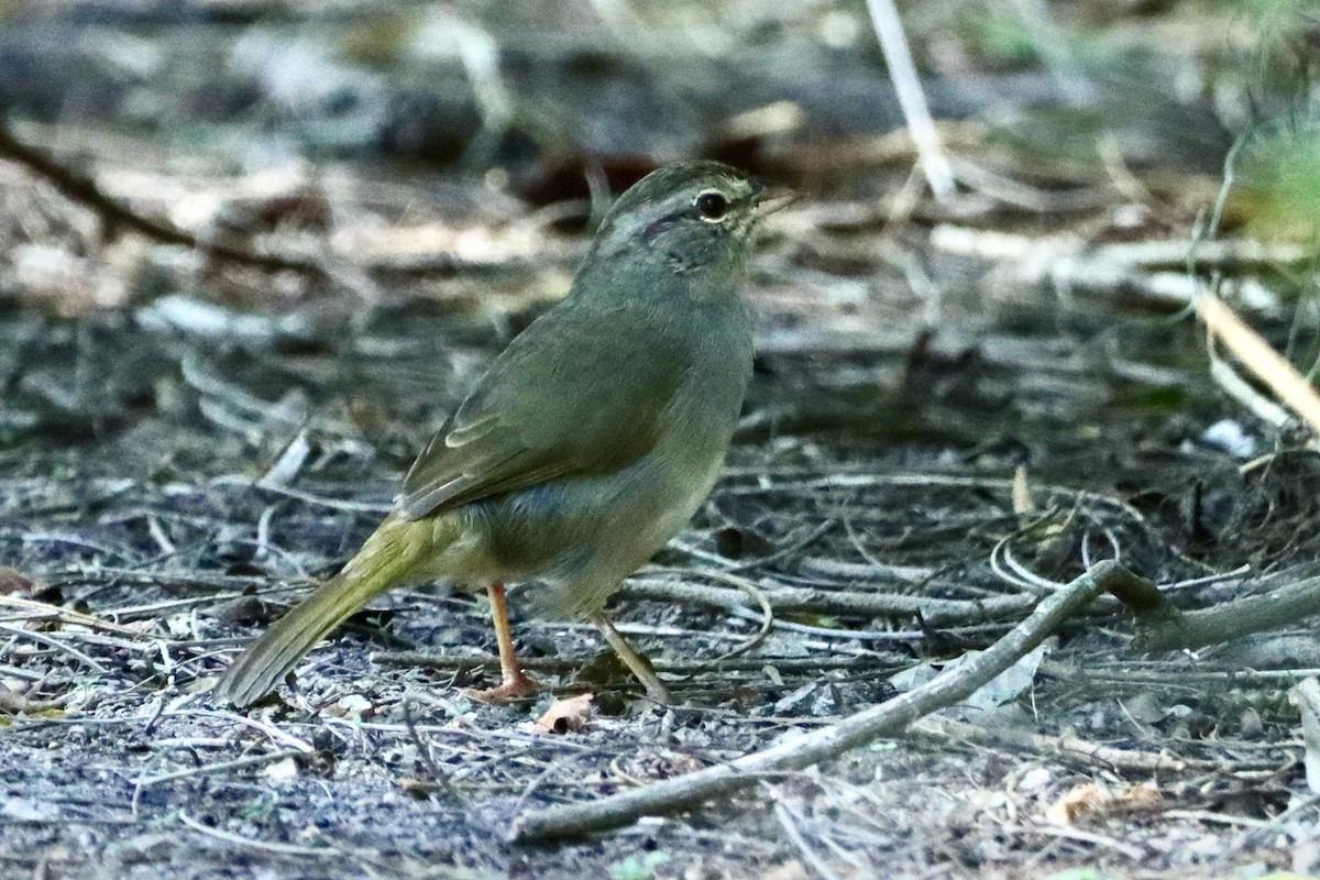 Olive Sparrow - ML643464470
