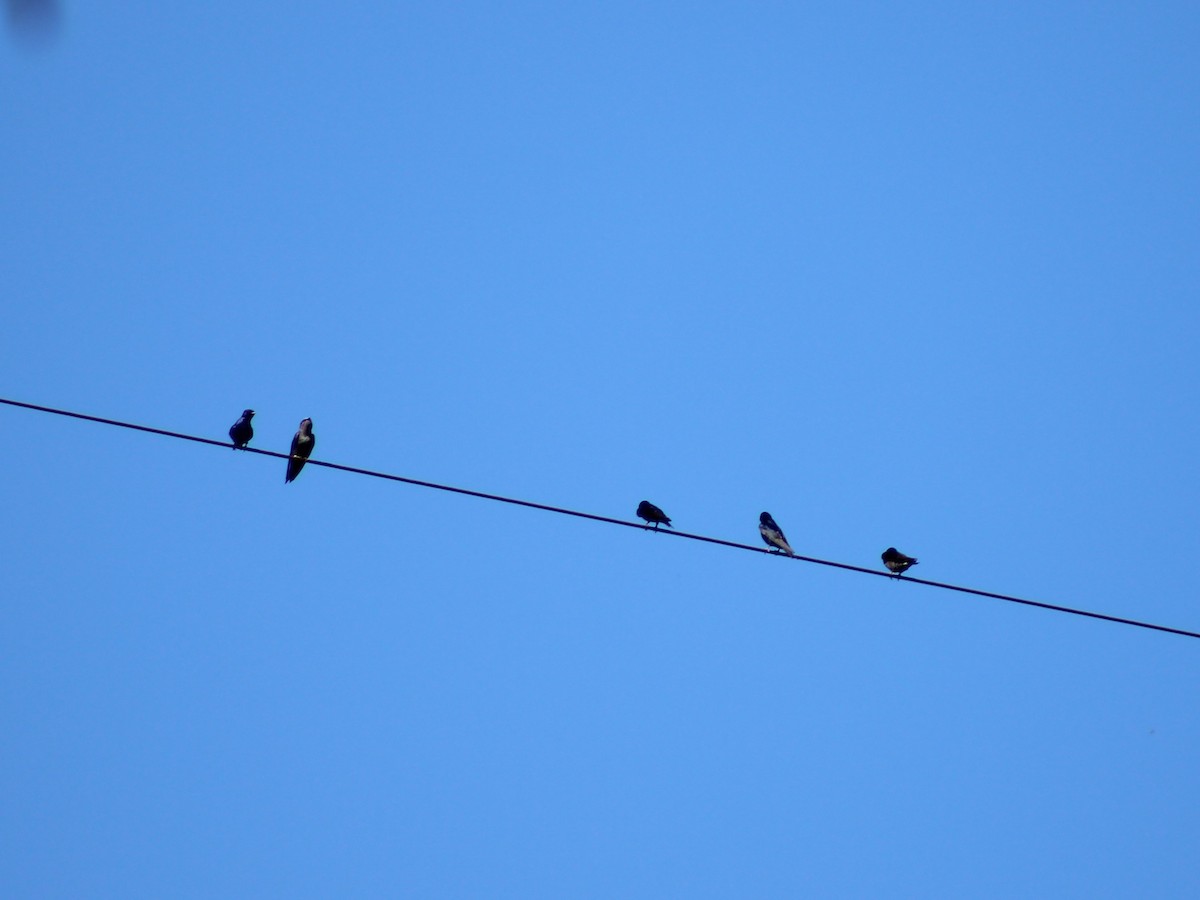 Southern Martin - ML643464471