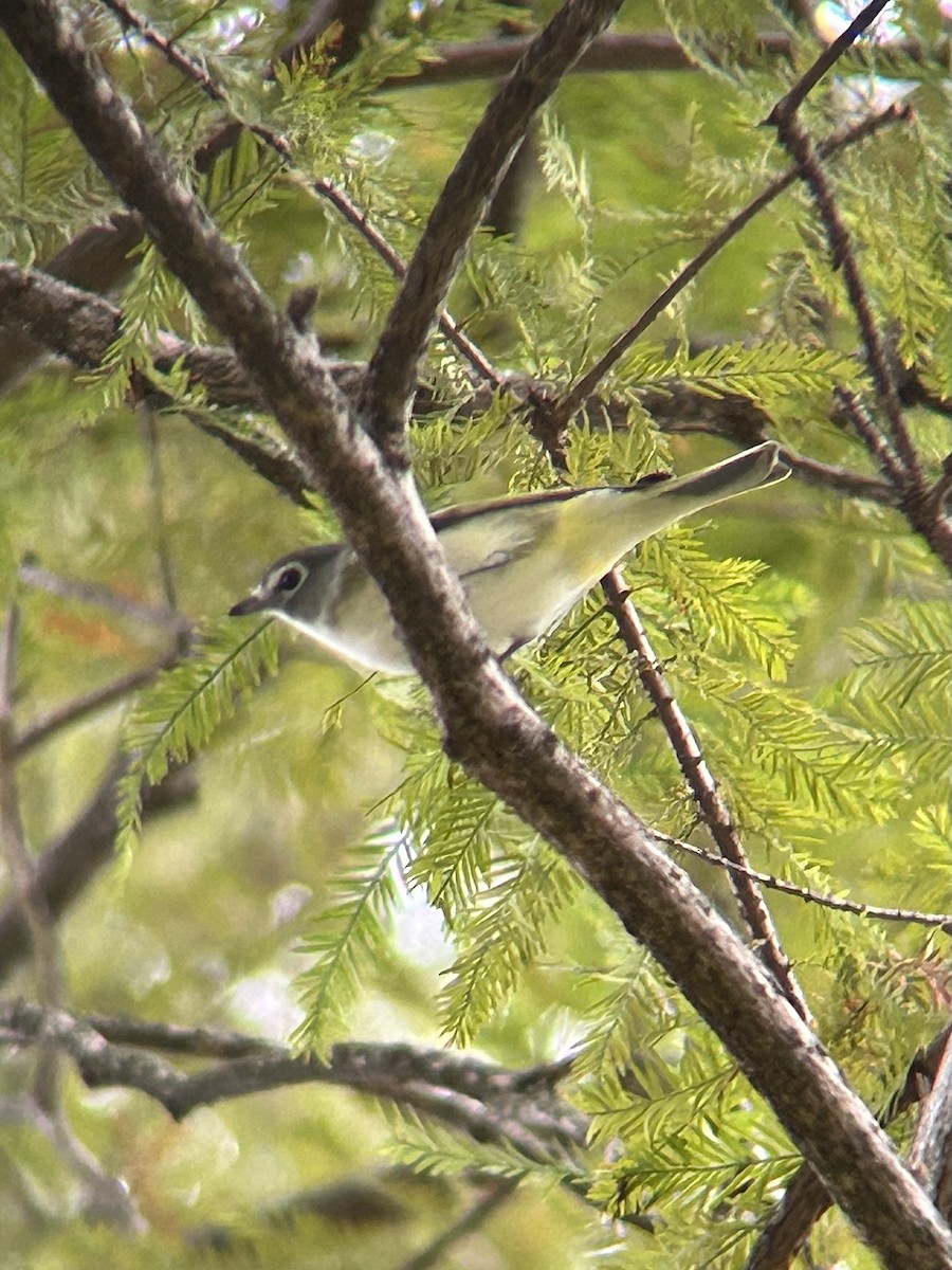 Blue-headed Vireo - ML643464474