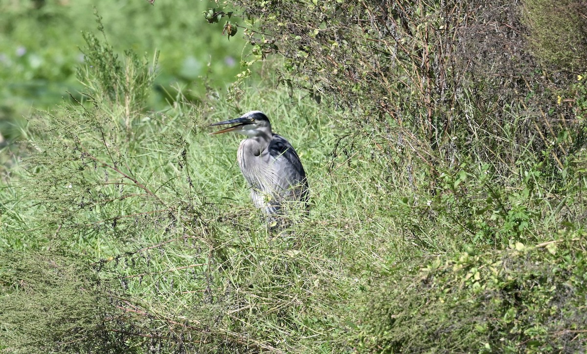 Great Blue Heron - ML643464475