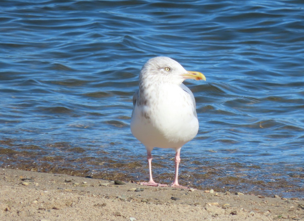 American Herring Gull - ML643464476