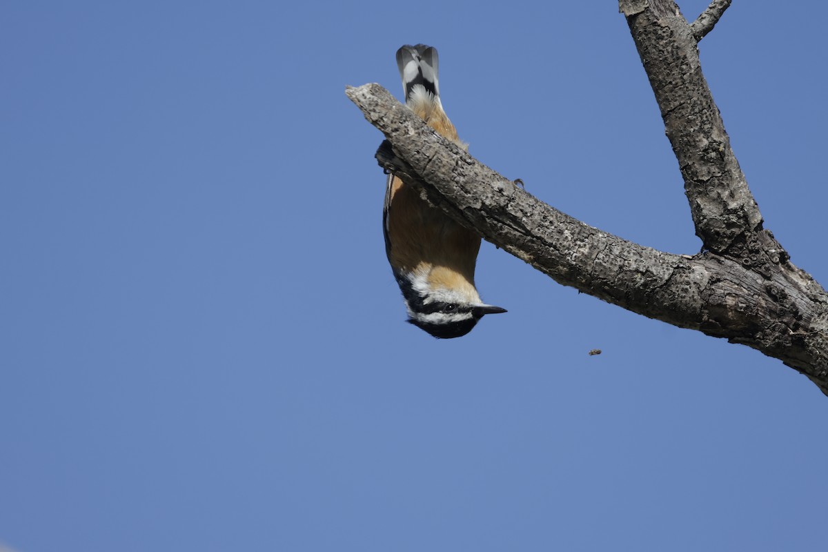 Red-breasted Nuthatch - ML643464481