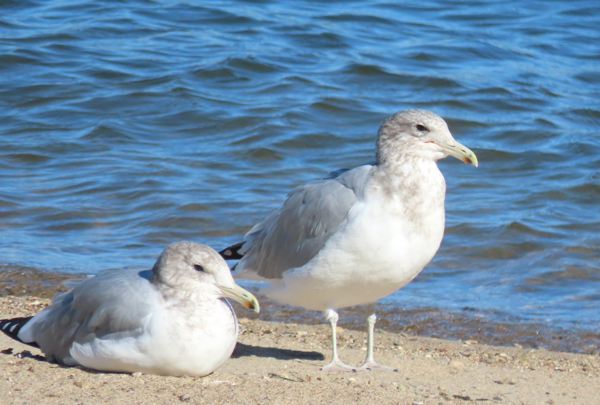 California Gull - ML643464483