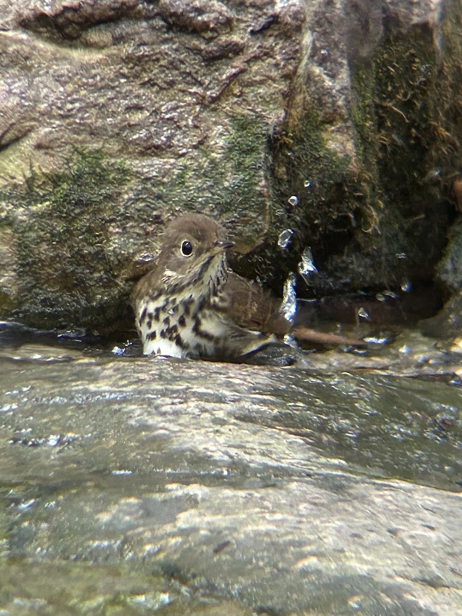 Hermit Thrush - ML643464506