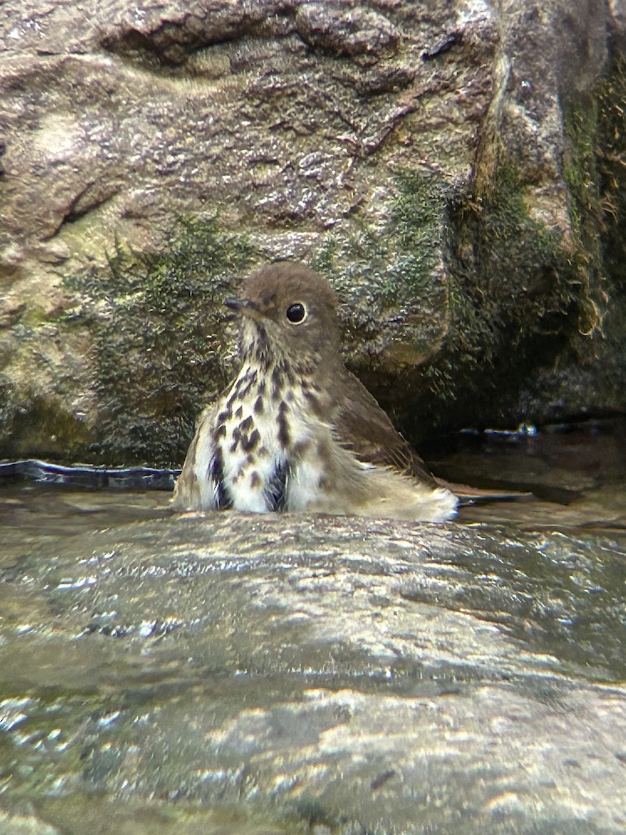 Hermit Thrush - ML643464507