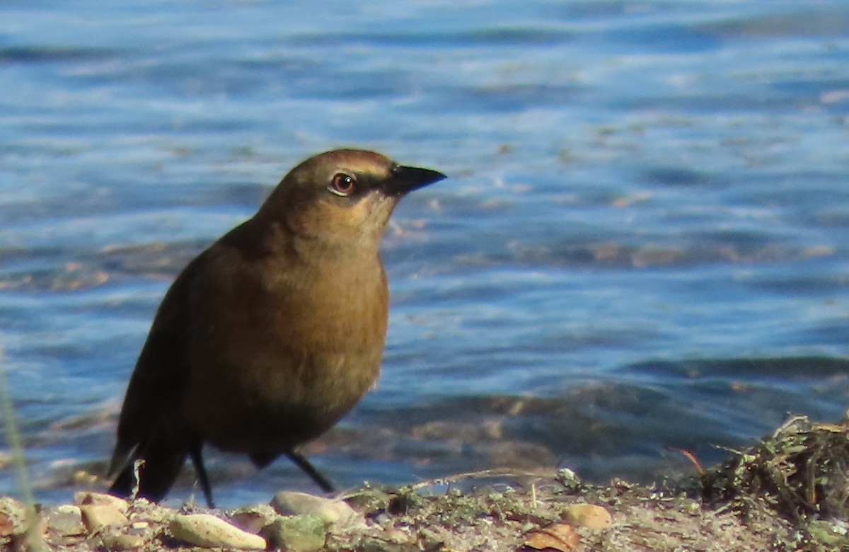 Rusty Blackbird - ML643464510