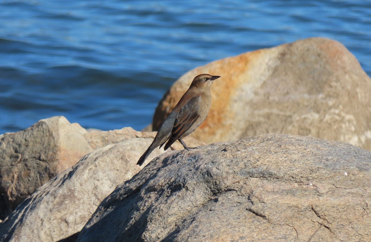 Rusty Blackbird - ML643464511
