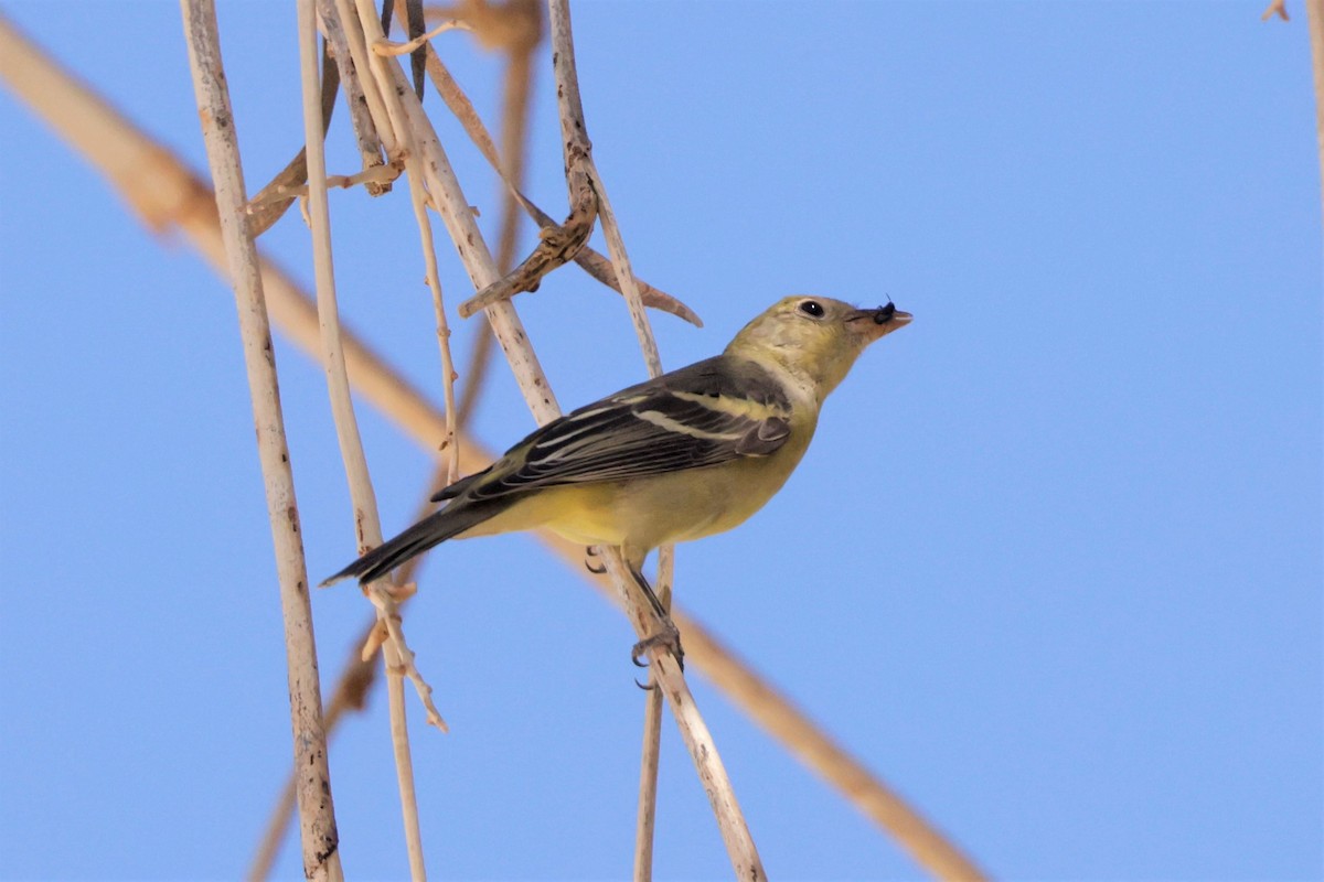 Piranga Carirroja - ML643464512