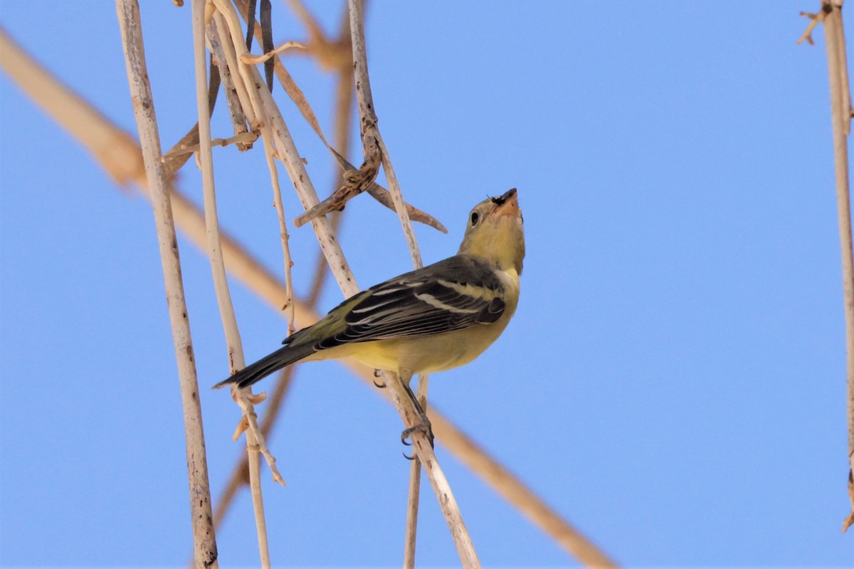 Piranga Carirroja - ML643464513