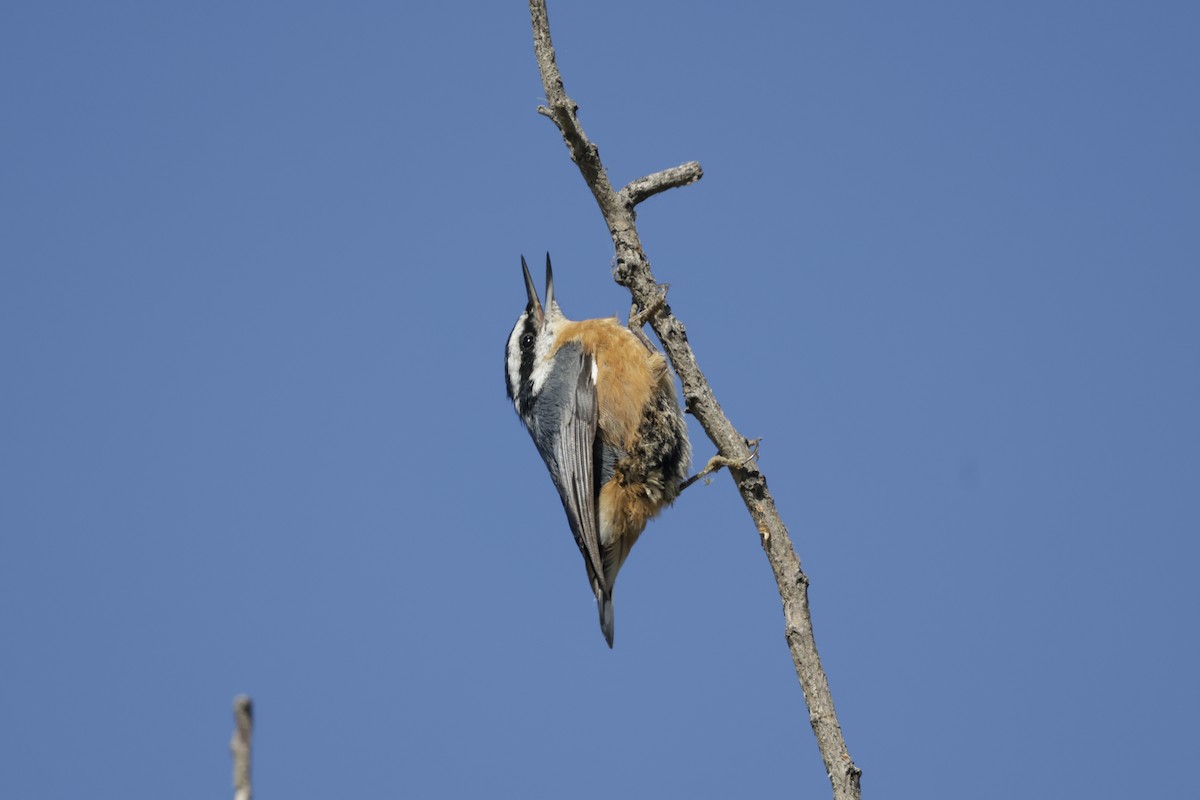 Red-breasted Nuthatch - ML643464520