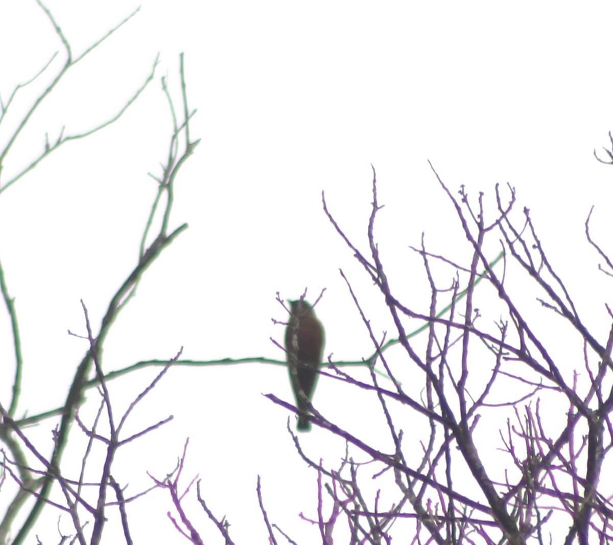 Cliff Flycatcher - ML643464534
