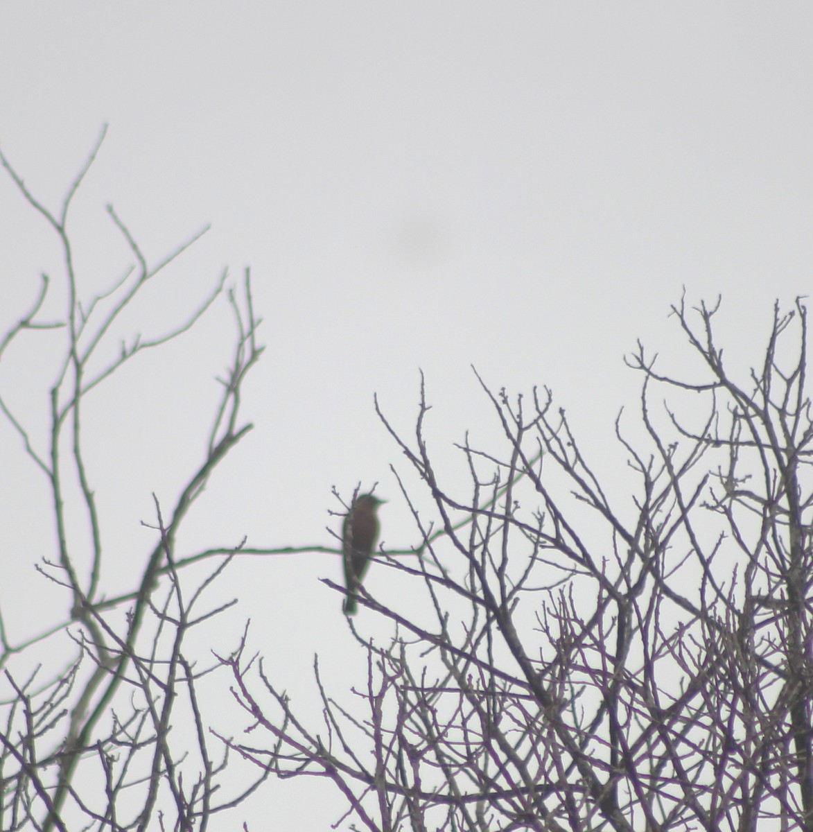 Cliff Flycatcher - ML643464535