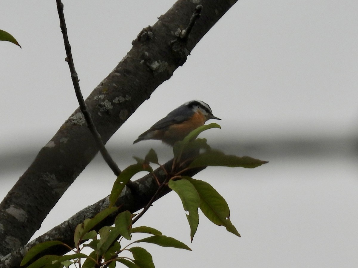 Red-breasted Nuthatch - ML643464539